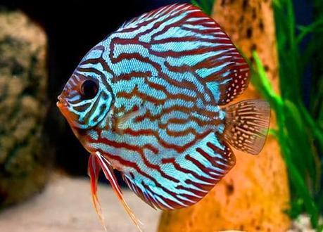 No Dejes De Ver Esta Lista Con 10 De Los Peces Más Bonitos Del Mundo Que Puedes Tener En Tu Acuario