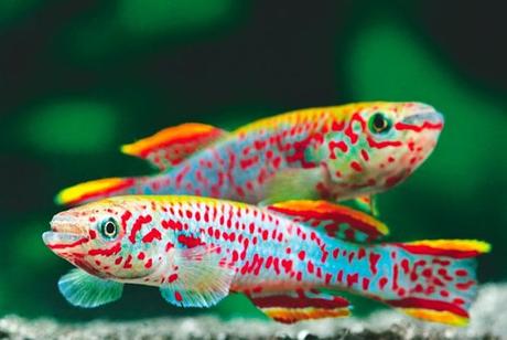 No Dejes De Ver Esta Lista Con 10 De Los Peces Más Bonitos Del Mundo Que Puedes Tener En Tu Acuario