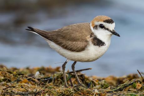 Chorlitejo patinegro (Charadrius alexandrinus)-Kentish plover-Corriol camanegre-Txirritxo hankabeltza-Píllara das dunas