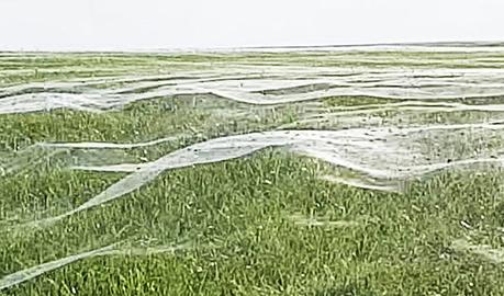 Miles de arañas cubren un campo de Nueva Zelandia con telarañas gigantes