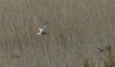 CHARRANCITO Y FUMAREL CARIBLANCO