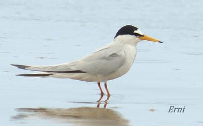 CHARRANCITO Y FUMAREL CARIBLANCO