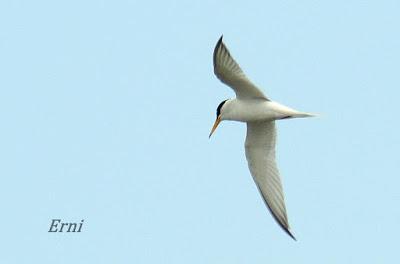 CHARRANCITO Y FUMAREL CARIBLANCO