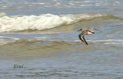 CHARRANCITO Y FUMAREL CARIBLANCO