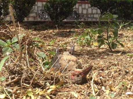 Intenso calor esta matando a los pájaros en Ciudad Valles