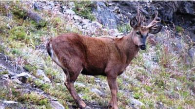 Parque Nacional Los Alerces: encontraron un Huemul “de nueve puntas”