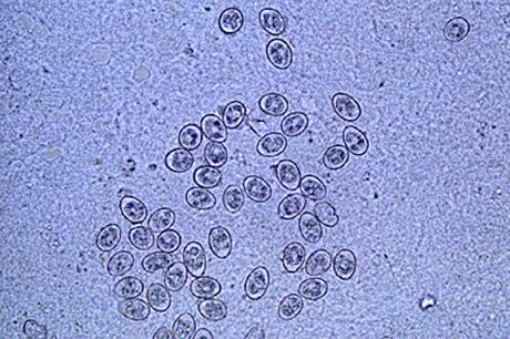 Aprende A reconocer La Coccidiosis En Conejos. Causas, Síntomas, Transmisión Y Tratamiento