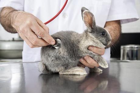 Aprende A reconocer La Coccidiosis En Conejos. Causas, Síntomas, Transmisión Y Tratamiento