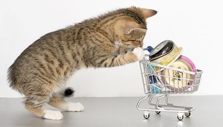 lipidosis hepática en gatos