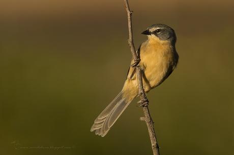 Cachilo canela (Long-tailed reed-Finch) Donacospiza albifrons