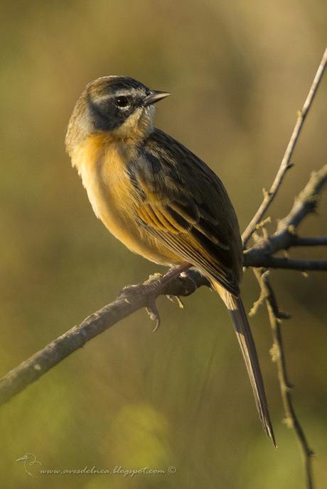 Cachilo canela (Long-tailed reed-Finch) Donacospiza albifrons