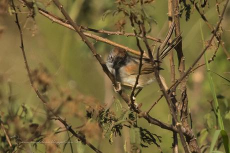 Pijuí cola parda (Pale-breasted Spinetail) Synallaxis albescens