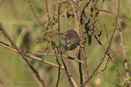 Pijuí cola parda (Pale-breasted Spinetail) Synallaxis albescens