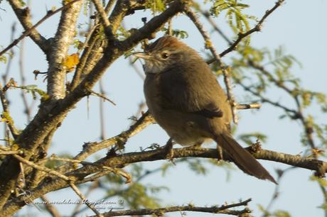 Pijuí cola parda (Pale-breasted Spinetail) Synallaxis albescens