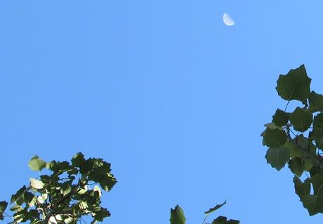 CAP. 51 . . . . . . . . . . . . . . . . . . . . . . . . . . . . . . Andanzas y tropezones de Dikembe Biyombo