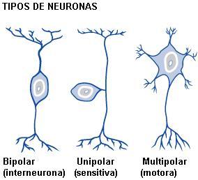 Sistema Nervioso (II)