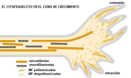 Sistema Nervioso (II)