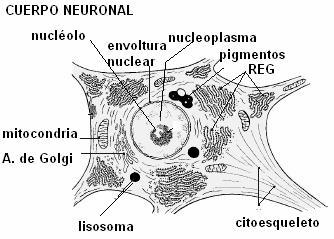 Sistema Nervioso (II)