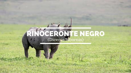 Rinoceronte negro