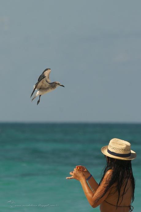 Observando aves en Cuba