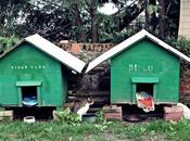 Proyecto fotográfico ed.): Gato