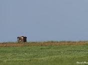 Avutardas sisones campos Toledo