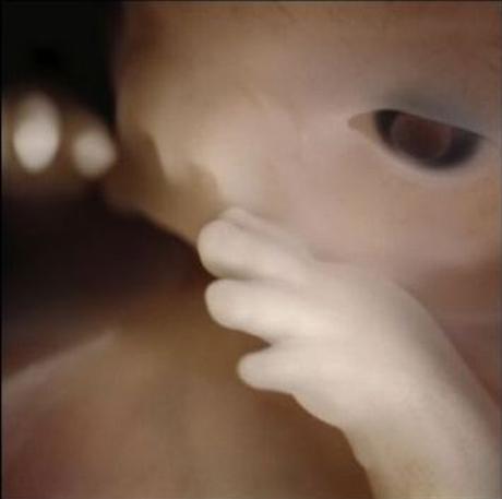 Nacer: La Gran Aventura. Desarrollo Del Bebé En El Vientre