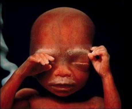 Nacer: La Gran Aventura. Desarrollo Del Bebé En El Vientre