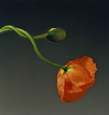 Robert Mapplethorpe