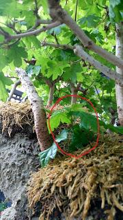 Diorama con Acers Campestres : 20 primavera