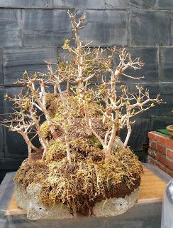 Diorama con Acers Campestres : 20 primavera