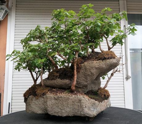 Diorama con Acers Campestres : 20 primavera