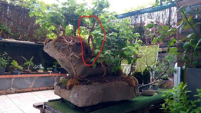 Diorama con Acers Campestres : 20 primavera