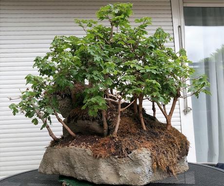 Diorama con Acers Campestres : 20 primavera