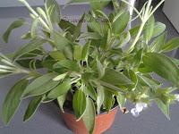 Fettuccine con nueces y limón