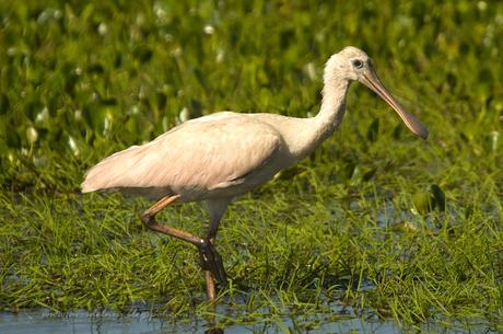 Espátula rosada (Roseate Spoonbill) Platalea ajaja