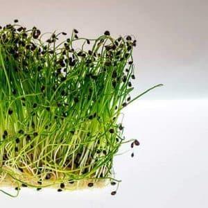 CULTIVAR BROTES EN CASA