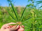 Síntomas abstinencia marihuana: manejo náuseas pérdida apetito durante desintoxicación malezas