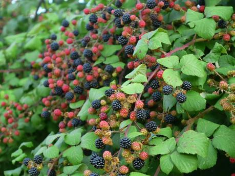 Crumble de manzanas y moras