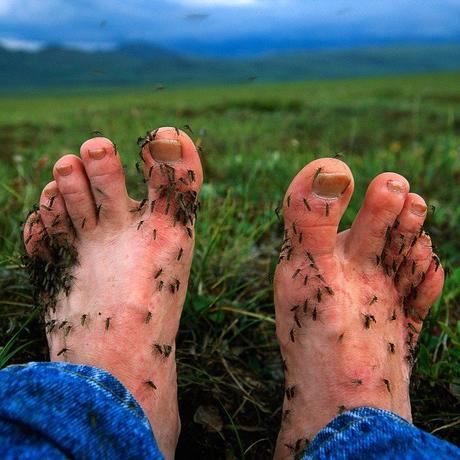 Lo que las empresas de repelente no quieren que veas