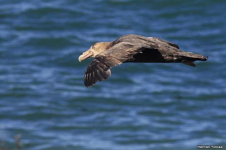 La tarde de los petreles