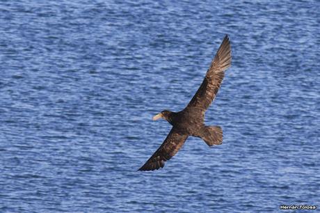 La tarde de los petreles