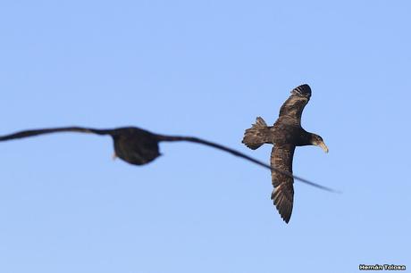 La tarde de los petreles