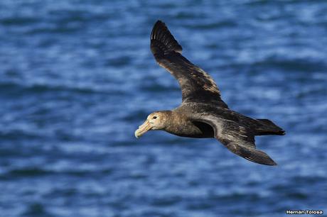 La tarde de los petreles