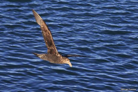 La tarde de los petreles
