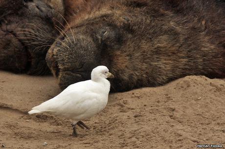 Visitantes invernales del puerto
