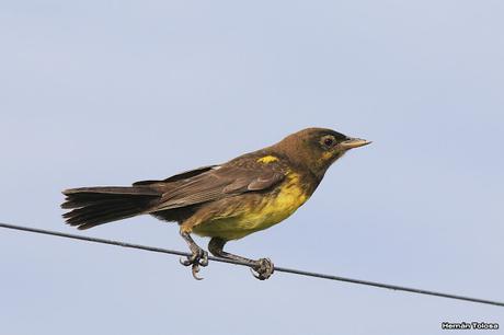 Juvenil de pecho amarillo con malformación en el pico