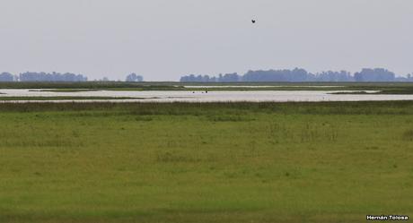 Cachirlas del río