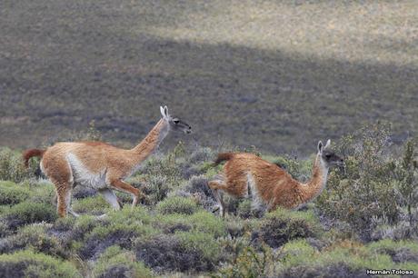Choiques y guanacos