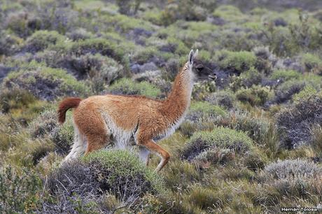 Choiques y guanacos